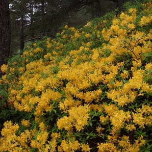 Rhododendron luteum